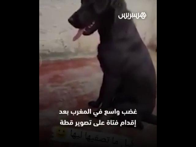 بالفيديو شابة تسمح لكلبتها بقتل قطة أمام عدسة الكاميرا يثير غضبا كبيرا في المغرب