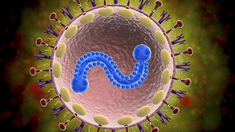 ما هو فيروس الجهاز التنفسي المخلوي؟ الأعراض وكيفية الانتشار والعلاج