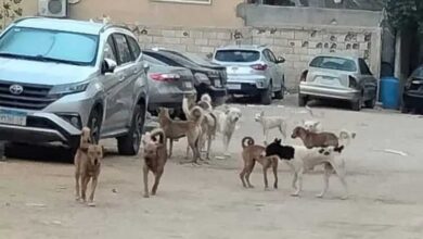 قرار من النيابة في وفاة طبيبة بسكتة قلبية بسبب الكلاب الضالة