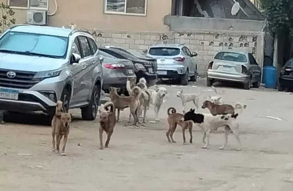 قرار من النيابة في وفاة طبيبة بسكتة قلبية بسبب الكلاب الضالة