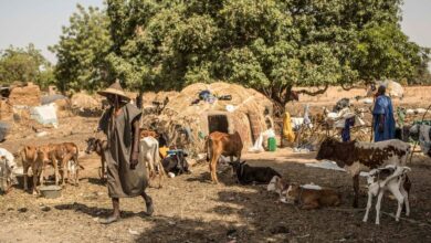 مقتل العشرات وتشريد الآلاف بسبب العنف في مالي والكونغو الديمقراطية