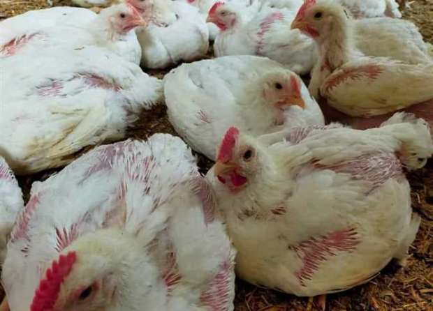 أسعار الفراخ البيضاء للمستهلك في الأسواق.. الكيلو بـ65 جنيها