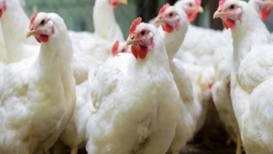 انخفاض اسعار الدواجن والبيض بالاسواق والمواطنين سنظل مقاطعين وسنتصدى للجشع