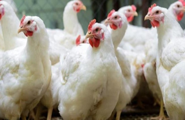 انخفاض اسعار الدواجن والبيض بالاسواق والمواطنين سنظل مقاطعين وسنتصدى للجشع