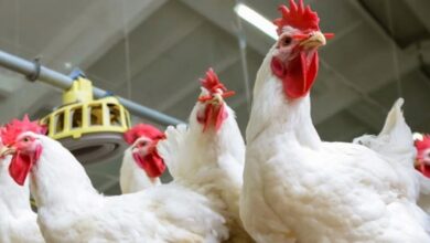 غرفه الجيزه التجاريه تراجع أسعار الدواجن 10 جنيهات في الأسواق المحلية