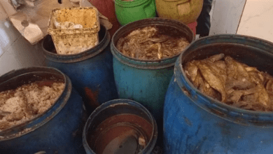 ضبط 5 أطنان أسماك مملحة غير صالحة فى سيدى سالم بكفر الشيخ