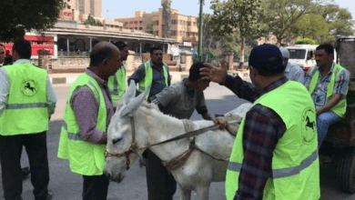 قرار عاجل بترخيص مركبات النقل البطيء مابين مؤيد ومعارض