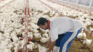 أسعار الفراخ:بورصة الدواجن اليوم الأربعاء 13-12-2023 فى مصر