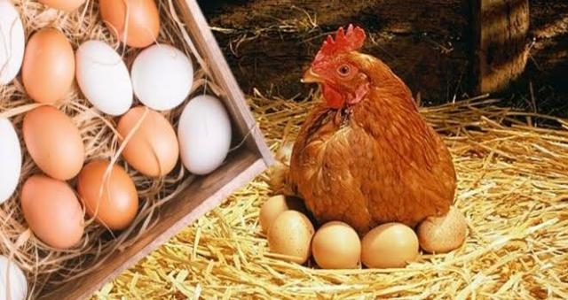 رسميا خفض أسعار الفراخ والبيض 15% والزام التجار بتطبيقها بداية من غدًا